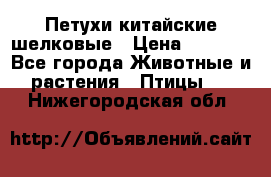 Петухи китайские шелковые › Цена ­ 1 000 - Все города Животные и растения » Птицы   . Нижегородская обл.